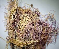 image of Honduran Raw Sea Moss by Chakra Herbs