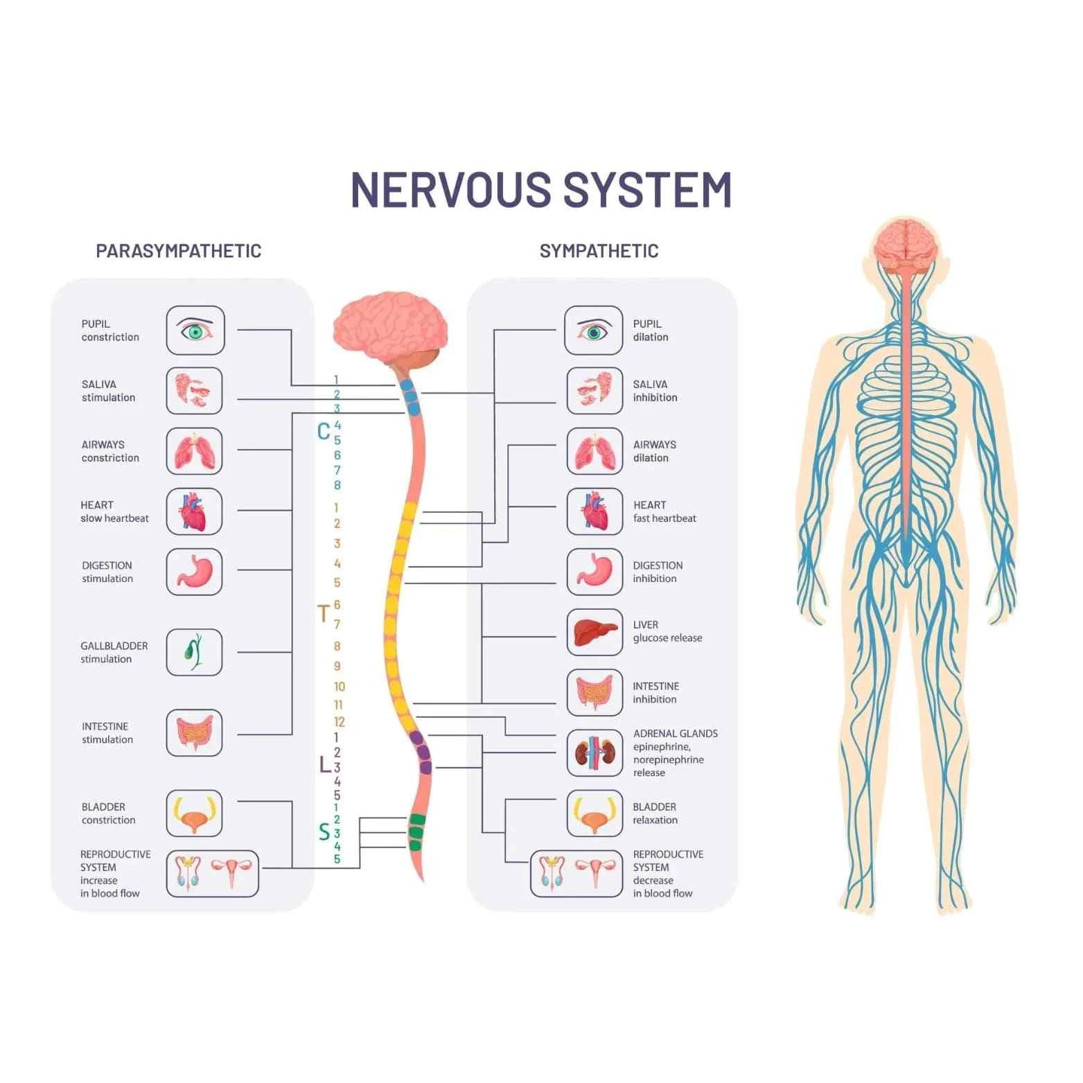 Nervous System image