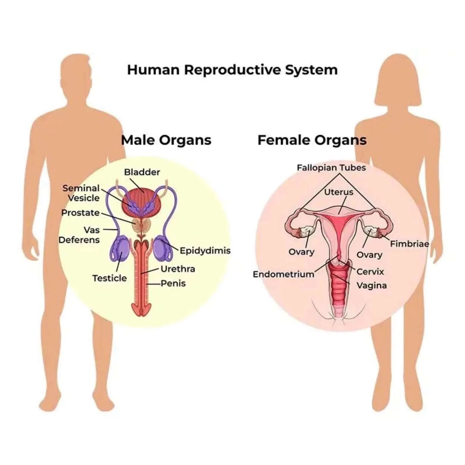 Reproductive system image