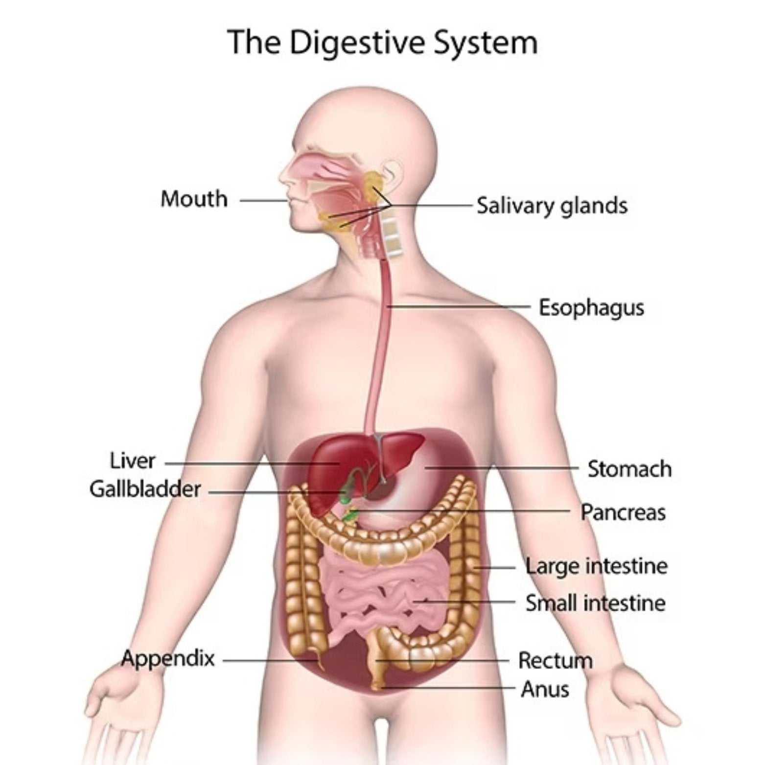 Digestive system image