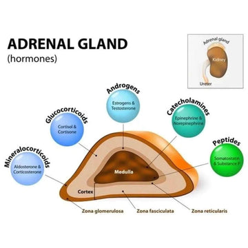 Adrenals image