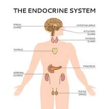 Endocrine image