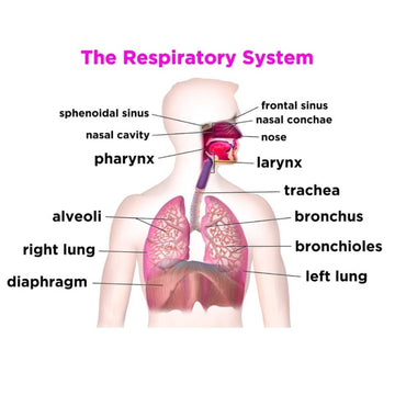 Respiratory system image 