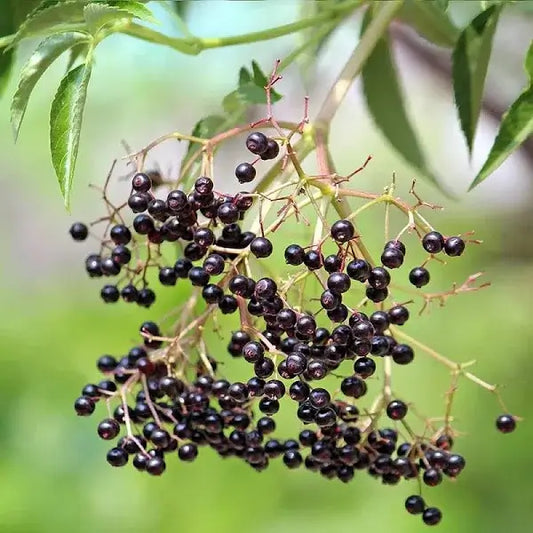Elderberry - Immune support by Chakra Herbs