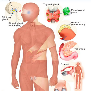 Endocrine System Support (Men)